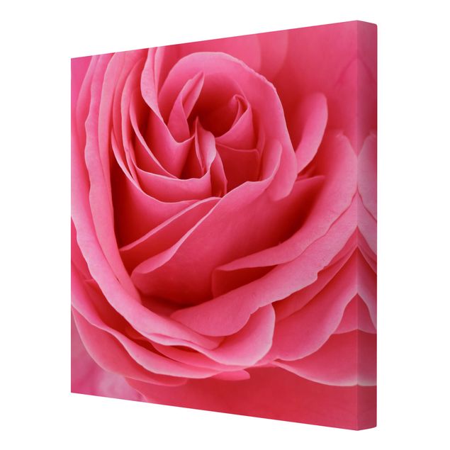 Obrazy na ścianę Różowa róża pełna wdzięku