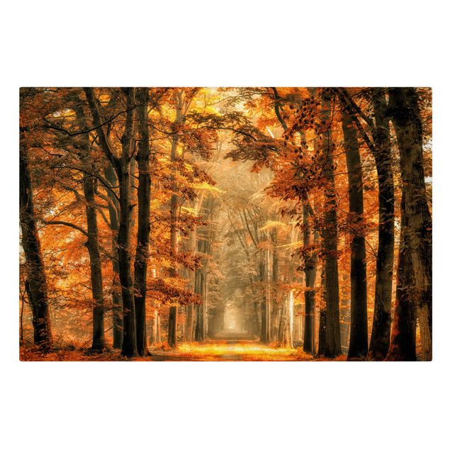 Obrazy na ścianę krajobrazy Bajkowy las jesienią
