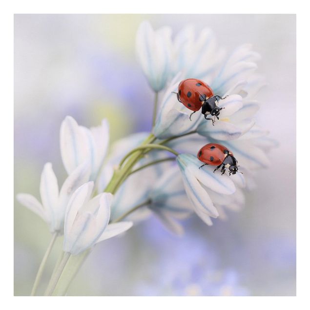 Obrazy kwiatowe Mary Beetle Para