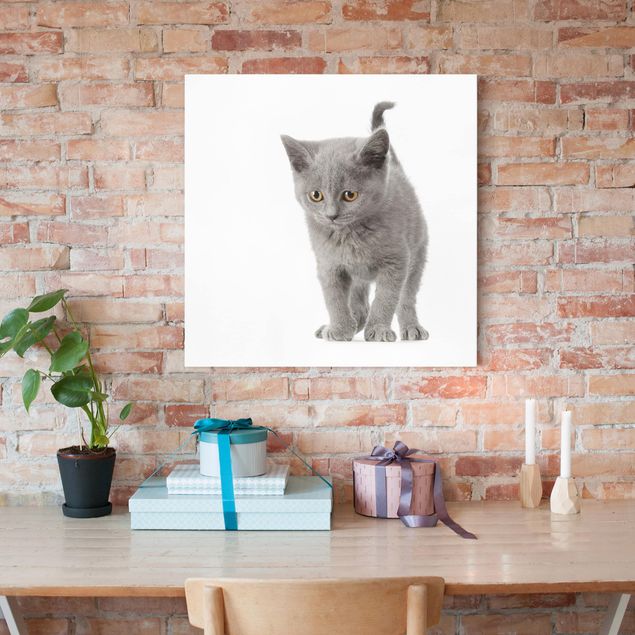 Obrazy nowoczesne Mini Kotek