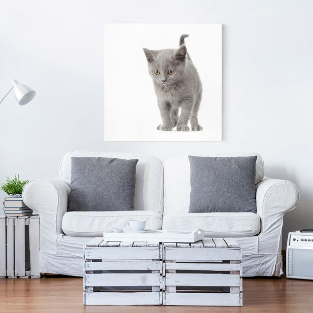 Obrazy koty Mini Kotek