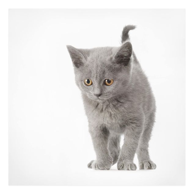 Obraz kota na płótnie Mini Kotek