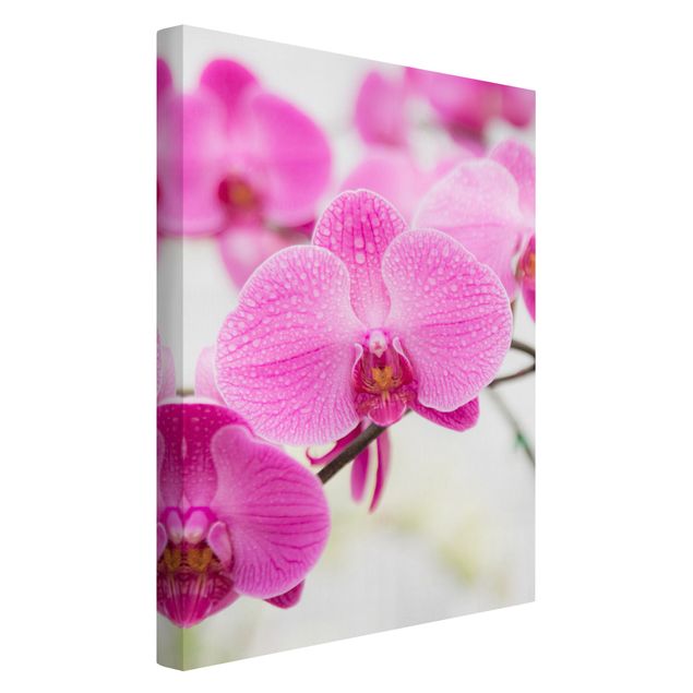 Obrazy na płótnie orchidea Storczyk z bliska