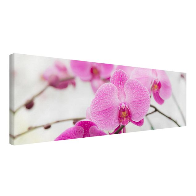 Obrazy na płótnie orchidea Storczyk z bliska