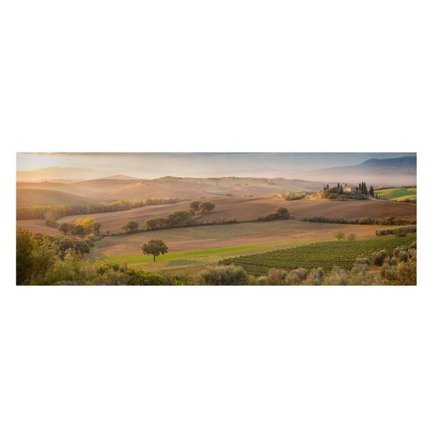 Obrazy krajobraz Gaj oliwny w Toskanii