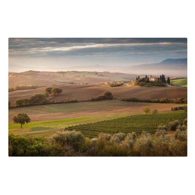Obrazy krajobraz Gaj oliwny w Toskanii