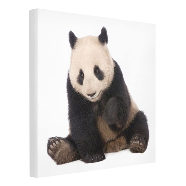 Obrazy ze zwierzętami Panda Paws