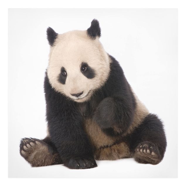 Obrazy panda Panda Paws