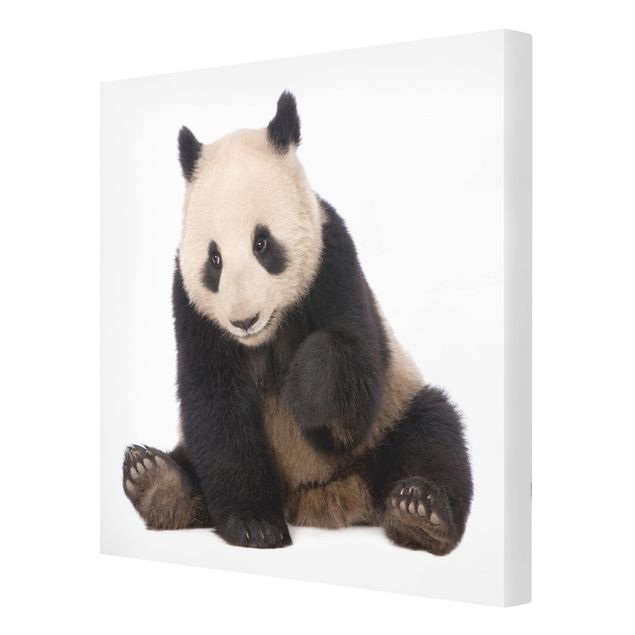 Obrazy na płótnie zwierzęta Panda Paws