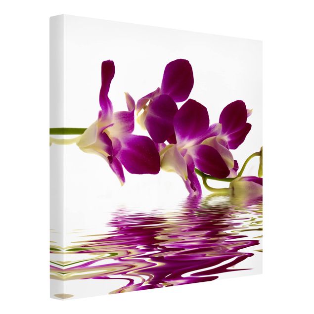 Obrazy na płótnie orchidea Wody różowej orchidei
