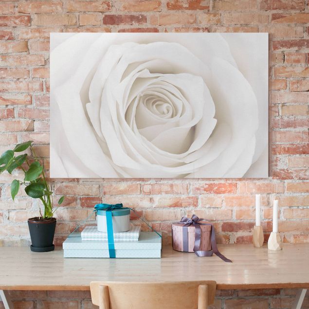 Obrazy na płótnie róże Piękna biała róża