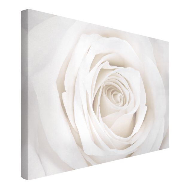 Obrazy nowoczesne Piękna biała róża
