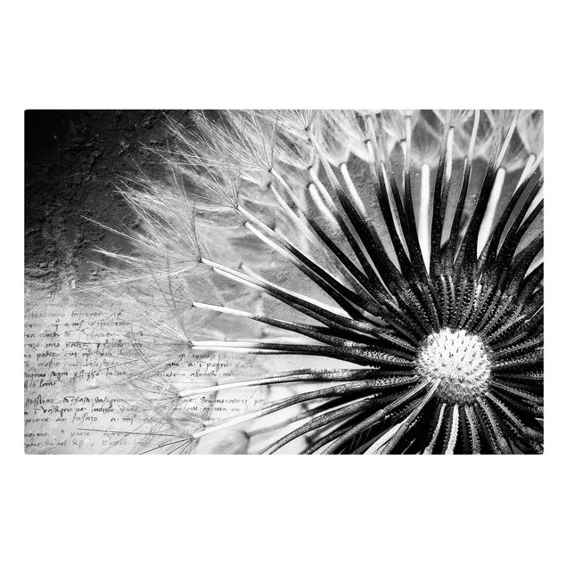 Obrazy retro Dandelion czarno-biały