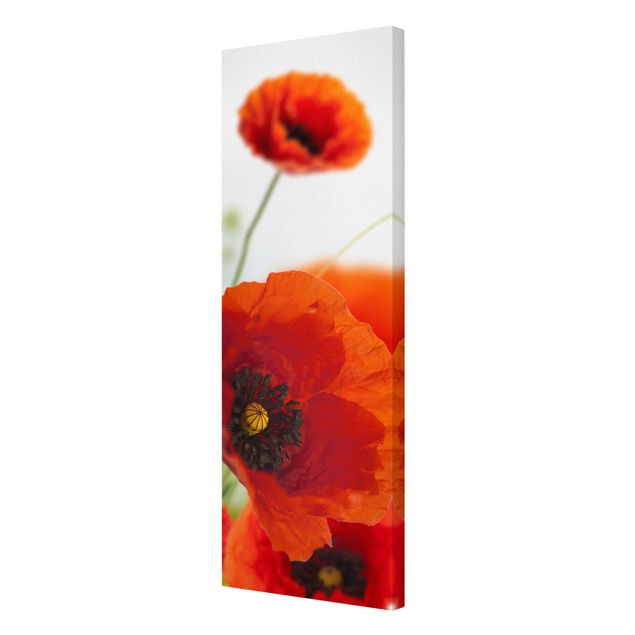 Obrazy z motywem kwiatowym Radiant Poppies