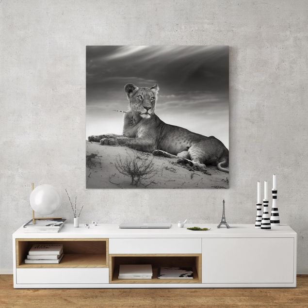 Obrazy do salonu nowoczesne Gniazdujący lew