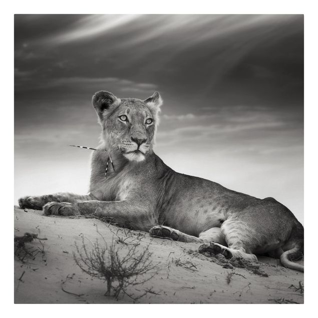 Obraz lwa Gniazdujący lew