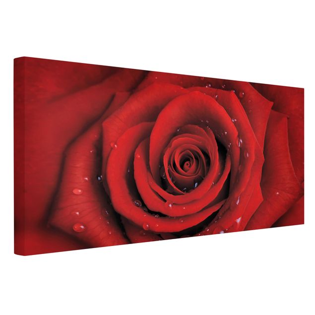 Obrazy nowoczesny Róża czerwona z kroplami wody