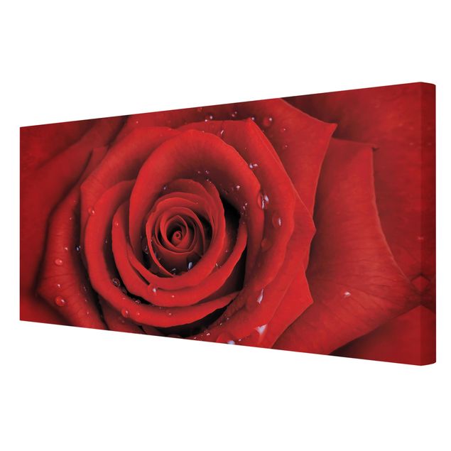 Obrazy motywy kwiatowe Róża czerwona z kroplami wody