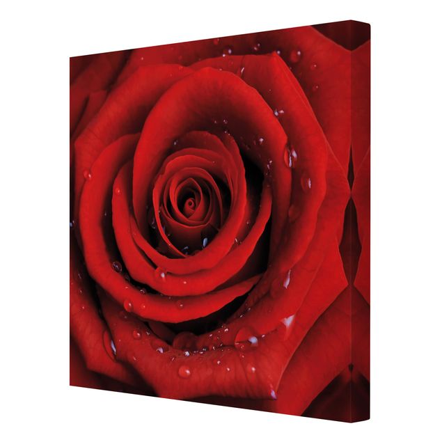 Obrazy motywy kwiatowe Róża czerwona z kroplami wody