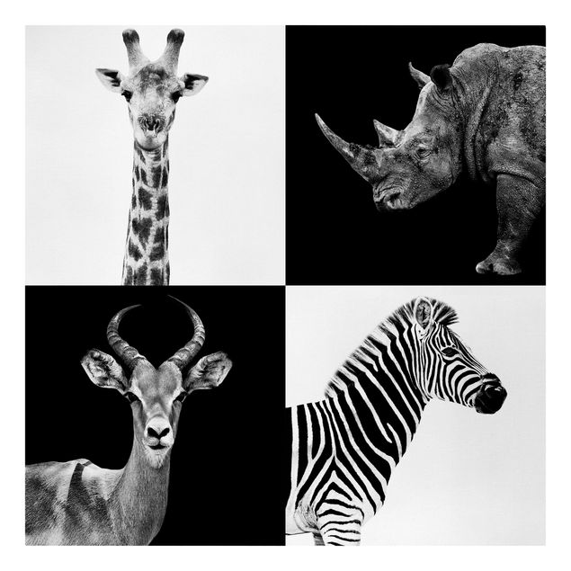 Zebra obraz Kwartet Safari