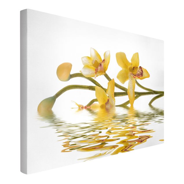 Obrazy na płótnie orchidea Saffron Orchid Waters