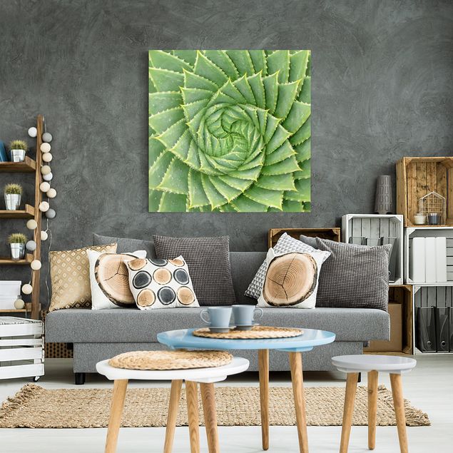 Obrazy do salonu nowoczesne Aloes spiralny