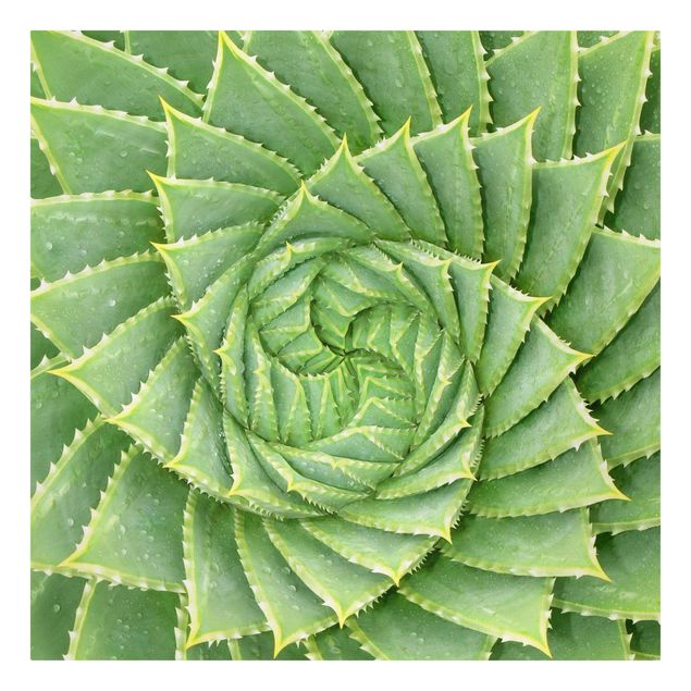 Obrazy z motywem kwiatowym Aloes spiralny