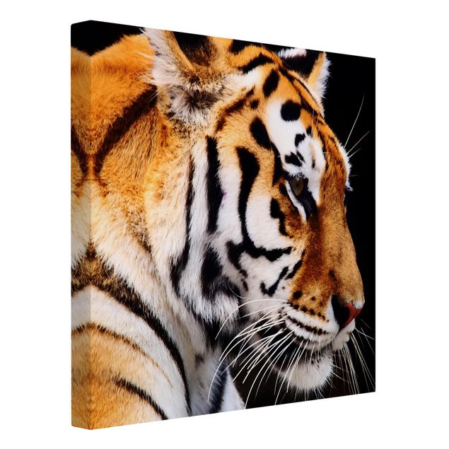 Obrazy ze zwierzętami Tiger Beauty