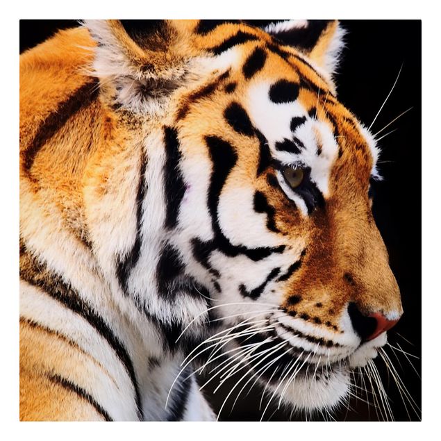 Obrazy tygrys Tiger Beauty