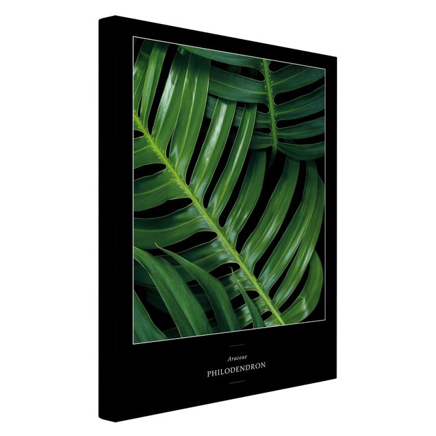 Zielony obraz Tropikalne liście filodendrona