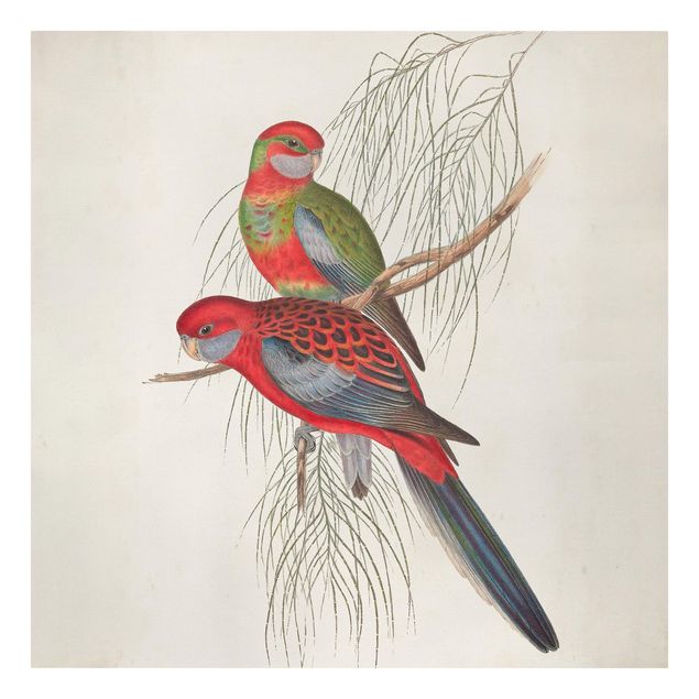 Obrazy vintage Papugi tropikalne III