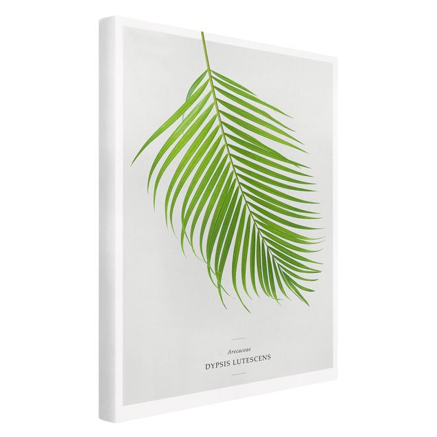 Obrazy kwiatowe Tropikalny liść palmy Areca