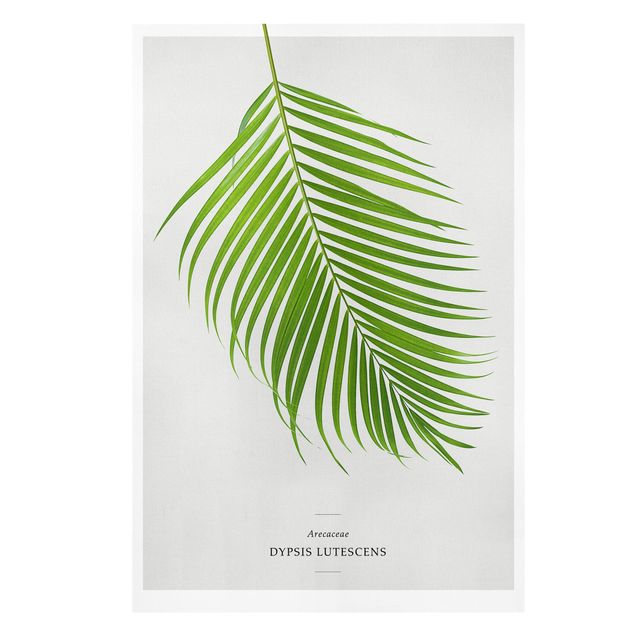 Obrazy na ścianę Tropikalny liść palmy Areca