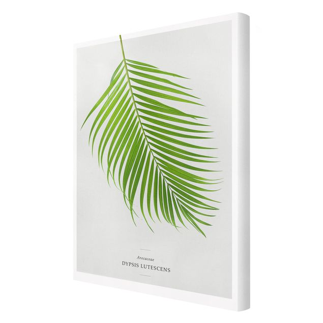 Obraz na płótnie Tropikalny liść palmy Areca