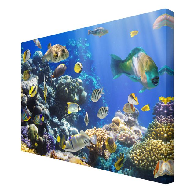 Obrazy zwierzęta Refa podwodna
