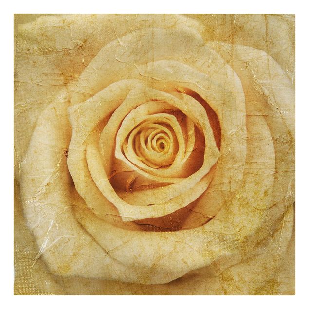 Obrazy vintage Vintage Rose