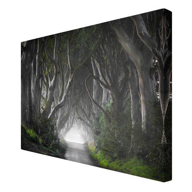 Szary obraz Lasy w Irlandii Północnej