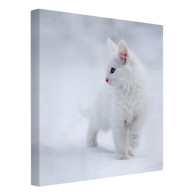 Obraz z kotem Biały jak śnieg