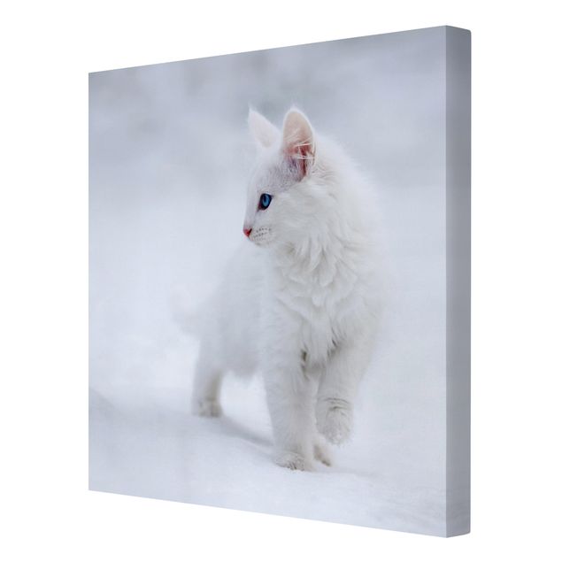 Obrazy na płótnie kot Biały jak śnieg