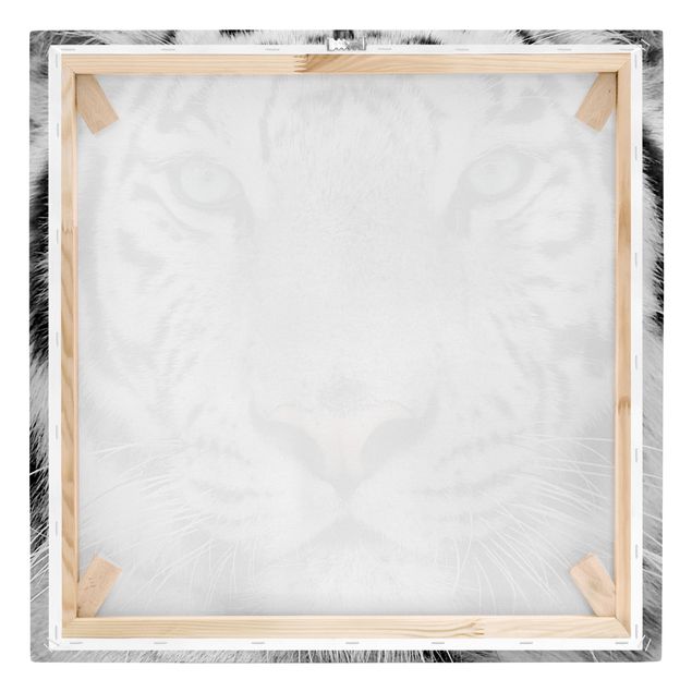Obrazki czarno białe Biały tygrys