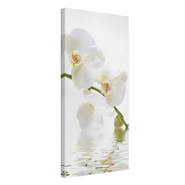 Obrazy na płótnie orchidea Wody białej orchidei