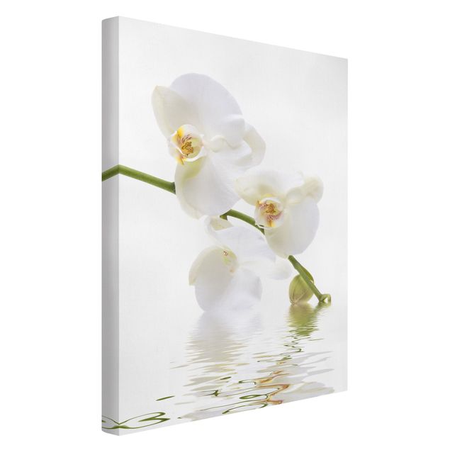 Obrazy na płótnie orchidea Wody białej orchidei