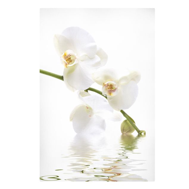 Dekoracja do kuchni Wody białej orchidei