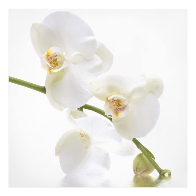 Dekoracja do kuchni Wody białej orchidei