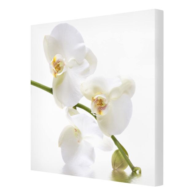 Obrazy motywy kwiatowe Wody białej orchidei
