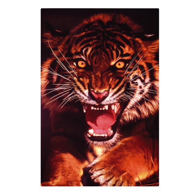 Tygrys obraz Dziki tygrys