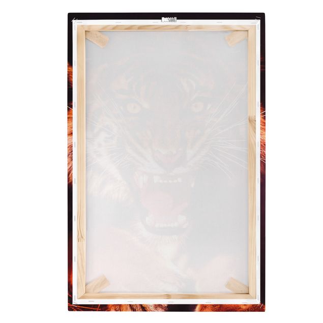 Obrazy lwa na płótnie Dziki tygrys
