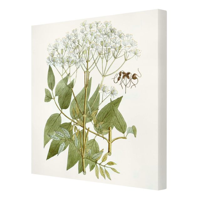 Obrazy motywy kwiatowe Dzikie zioła tablica V