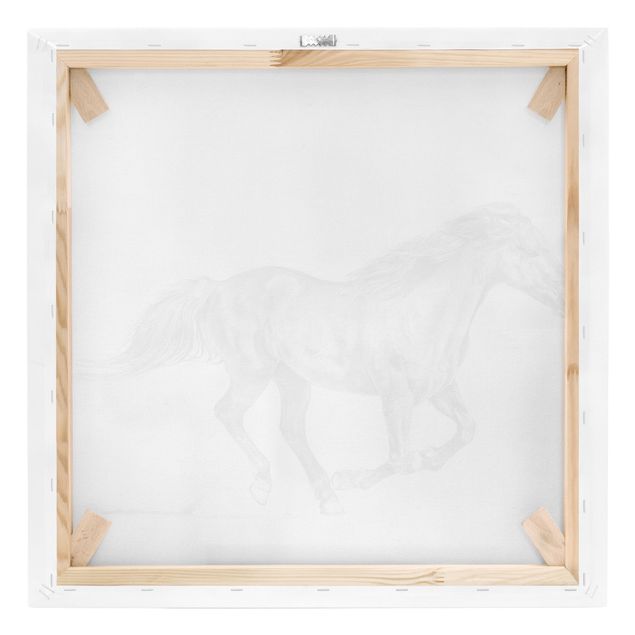 Obrazki czarno białe Badanie dzikich koni - klacz