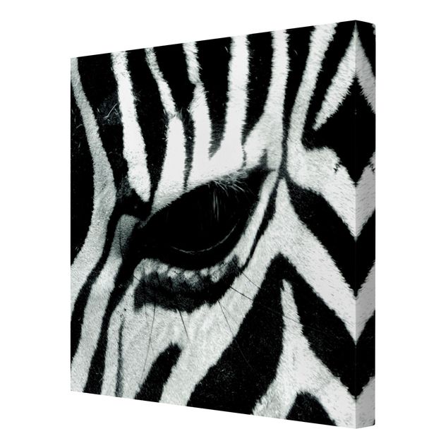 Zebra obraz Skrzyżowanie z zebrą